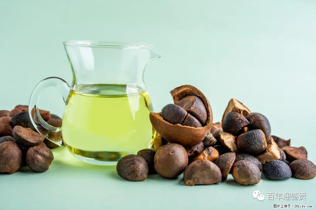 世界没有真相，只有认知，最好的食用油是中国的山茶油！ - 周口生活资讯 - 周口28生活网 zk.28life.com