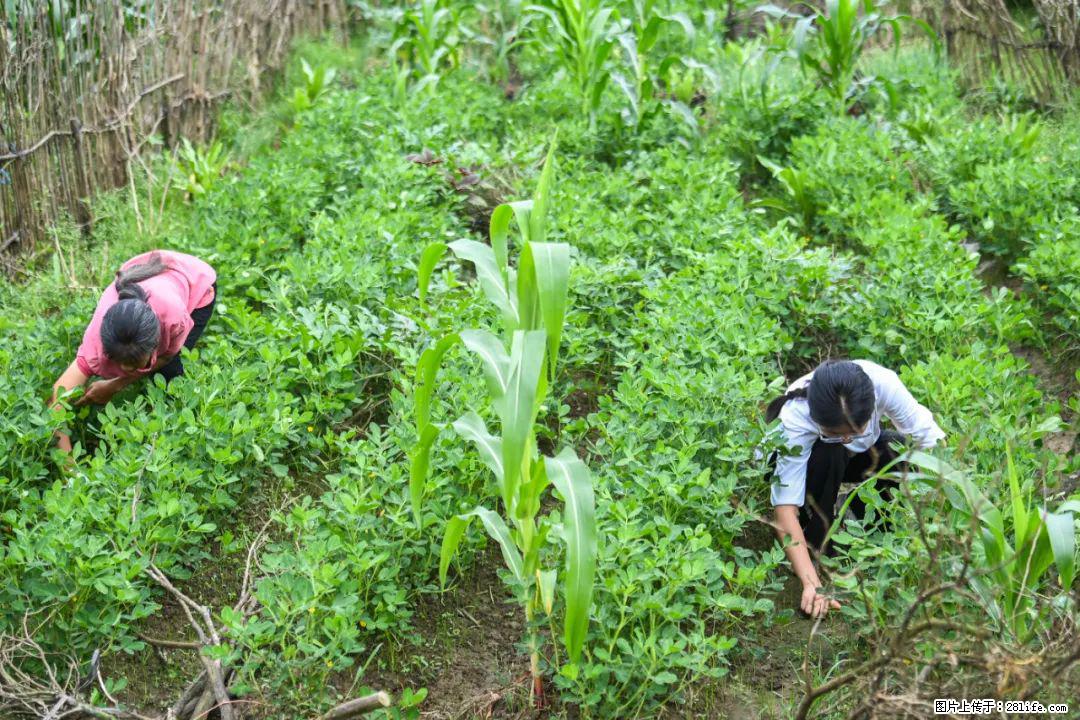 全网追的“扁担女孩”，找了一份暑假工，时薪12元 - 周口生活资讯 - 周口28生活网 zk.28life.com