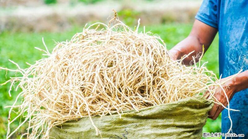 堪称“最难吃”的蔬菜，却是 “抗辐射神器”，还能护肺、清热、止咳化痰！ - 周口生活资讯 - 周口28生活网 zk.28life.com