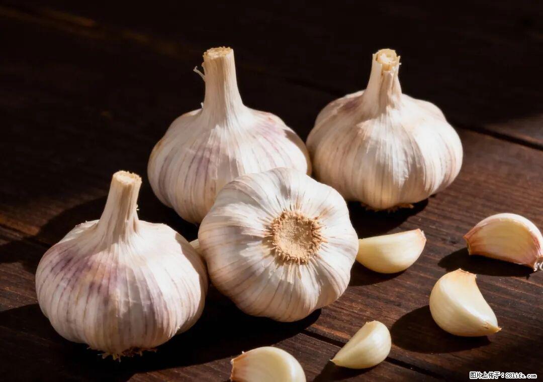 关于大蒜,除了“天然抗生素”,这4个谣言更该警惕! - 周口生活资讯 - 周口28生活网 zk.28life.com