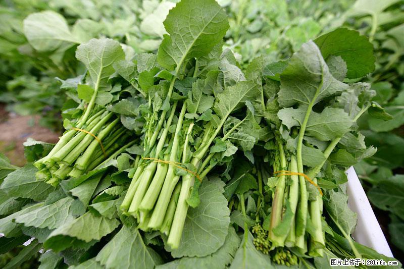 这些蔬菜是“天然钙片”，这6种被医生重点推荐 - 周口生活资讯 - 周口28生活网 zk.28life.com